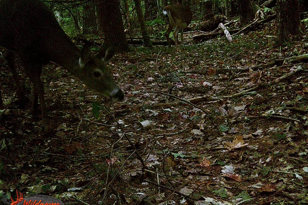 Deer Visitors at Miriam Hunt Memorial forest
